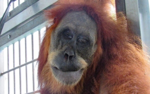 Pelaku yang Tembak Orang Utan 'Hope' 74 Kali Hanya Dihukum Azan, FORA Miris Nilai Tak Setimpal