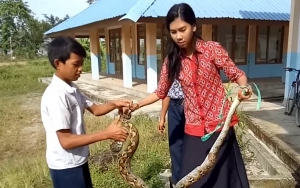 Bikin Kagum, Bu Guru Cantik Ini Taklukkan Ular Piton di Sekolahnya