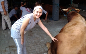 Ayu Ting Ting Kurban 4 Sapi Siapkan 50 Kaus Panitia: Biar Norak Yang Penting Kompak