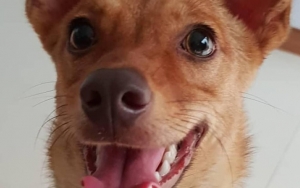 Viral Kasus Penembakan Anjing 'Beedo' di Tangerang Banten, Polisi Kejar Pelaku