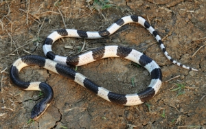 Buntut Satpam Tewas Digigit Ular Weling, Jokowi Diminta Dukung Riset Buat Antivenom