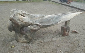 Diduga Fosil Makhluk Purba, Tulang Raksasa Misterius di Pesisir Pantai Hebohkan Warga Donggala