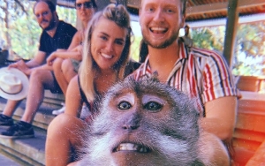 Ternyata Ini Rahasia Foto Bule Selfie Bersama Monyet di Bali