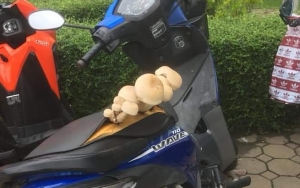 Viral Foto Jok Motor 'Jomblo' yang Ditumbuhi Jamur, Ini Tanggapan LIPI