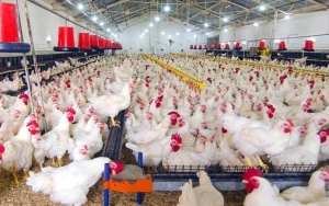 Harga Kembali Anjlok, 400 Peternak Ayam Sambangi Kemenko Perekonomian