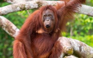 Kisah Sedih 2 Orangutan Diberi Nama Bara dan Arang Usai Dievakuasi dari Karhutla