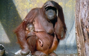 Puluhan Orangutan Terserang ISPA Akibat Kebakaran Hutan dan Lahan di Kalimantan