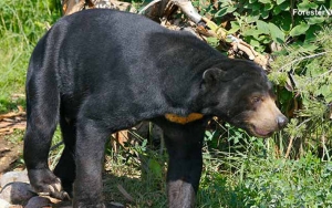 Kisah Petugas BPBD Riau Diberi 'Kode' Oleh Beruang Buas Kala Hendak Padamkan Api