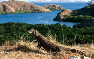 Akhirnya Batal Tutup, Pulau Komodo Batasi Jumlah Turis Hingga Terapkan Kartu Premium