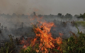 Jadi Tersangka Pembakaran Lahan Di Riau, Kakek 75 Tahun Ditangkap Polisi