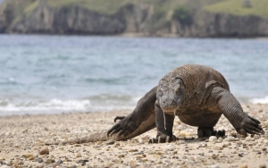 Wacanakan Tiket Masuk Rp 14 Juta, Luhut Bakal Sulap Pulau Komodo Jadi 'Jurassic Park'