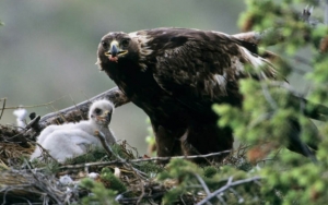 Puluhan Spesies Ditemukan di Hutan Bromo, 4 Diantaranya Fauna Langka