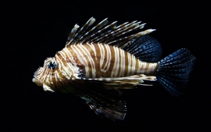 Ikan Bertuliskan Kata 'Ambon' dan 'Maluku' Hebohkan Warga Seram