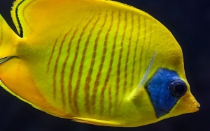 Heboh Ikan Bertuliskan Kata 'Ambon' dan 'Maluku', Ini Penjelasan LIPI