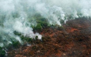 Bakar Hutan Kalimantan Tengah, Perusahaan Ini Didenda Ratusan Miliar