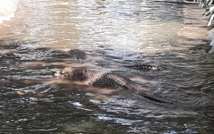 Buaya Makin Agresif, Masyarakat Bangka Belitung Diminta Tak Beraktivitas Mulai Sore
