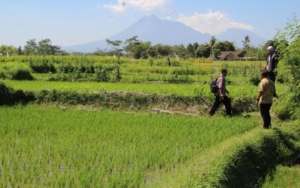 Batu Makara Abad ke-9 di Klaten Hilang, Dijadikan Talud Sawah?