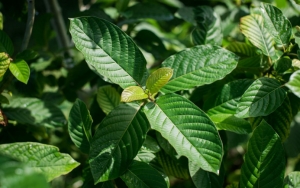 BNN Akan Larang Kratom Beredar Karena Masuk Narkotika Golongan I, Petani Menjerit