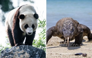  Seperti Panda Tiongkok, Komodo Bakal Disewakan?