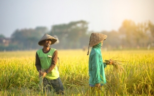 Jumlah Kian Menurun, Indonesia Diprediksi Krisis Petani 10 Tahun Ke Depan