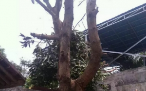 PAN Soroti Penebangan Pohon di Trotoar DKI: Pemprov Tak Serius Bangun Jakarta