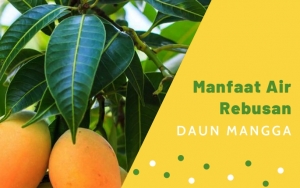 Ampuh Kontrol Diabetes hingga Redakan Cemas, Ini 8 Manfaat Air Rebusan Daun Mangga untuk Kesehatan