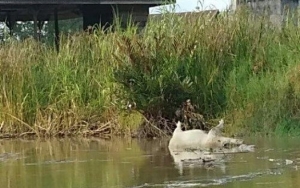 Ribuan Bangkai Babi Dibuang ke Sungai, Polisi Gandeng Pemda Telusuri Pelaku