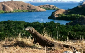 Masuk Daftar 'No List', Pengamat Nilai Perlu Paket Wisata Murah di Pulau Komodo