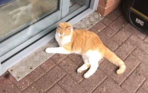 Toko di Inggris Diboikot, Gara-gara Larang Kucing Masuk 