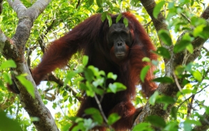Tragis, Orangutan Sumatera Ini Ditemukan Kritis Dengan 24 Peluru Di Tubuhnya