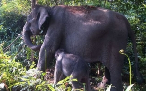 Warga Heboh Gajah Liar Masuk dan Obrak-Abrik Rumah, Ternyata Demi Ambil Ini