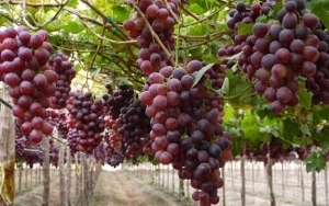 Bak Surga Buah, Desa Di Bantul Ini Dipenuhi Anggur
