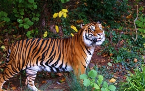  Harimau Masuk Permukiman Warga, Walhi Sebut Akibat Ekspansi Tambang