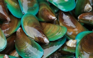 Viral Tumpukan Kerang Hijau di Pesisir Karawang Hebohkan Warga, Ternyata Ini Penyebabnya