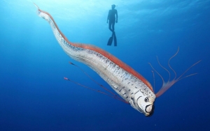 Heboh Oarfish Muncul di Kepulauan Selayar, BMKG Bantah Akan Terjadi Gempa dan Tsunami