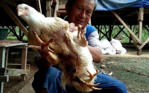 Peternak Ini Kukuh Tak Mau Jual Ayam Berkaki 4 Meski Ditawar Rp 50 Juta