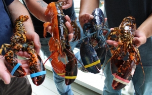 Wacana Ekspor Benih Lobster Edhy Prabowo Dikritik, Luhut Justru Beri Dukungan