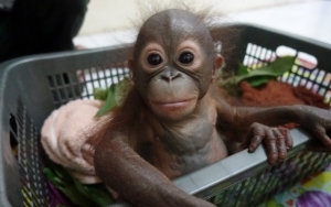 Miris, Warga Pekanbaru Temukan Bayi Orangutan Terlantar Dibungkus Kardus