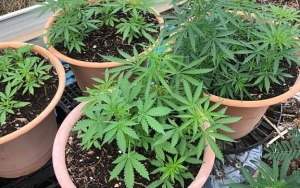 Dianggap Bisa Obati Kanker, Ibu Rumah Tangga Tanam Ganja di Pot