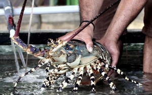 Serikat Nelayan Indonesia Tolak Wacana Edhy Ekspor Benih Lobster