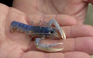 HNSI Beri Izin Ekspor Benih Lobster Asal Penuhi Syarat Ini