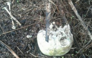 Teka-Teki Di Balik Kerangka Misterius Dalam Septic Tank Di Bantul Dan Sebuah Surat Wasiat