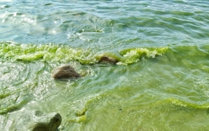 Heboh Warna Air Laut di Padang Berubah Hijau, Begini Kata Pakar