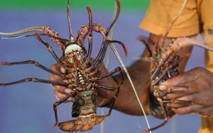 Soal Rencana Ekspor Benih Lobster, Jokowi Minta Edhy Tak Gegabah