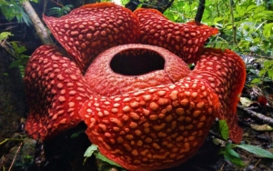 Pecahkan Rekor Dunia, Bunga Rafflesia Terbesar Bakal Mekar di Agam Pekan Depan