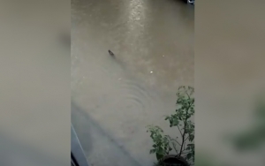 Viral Ular Besar Terciduk Berenang di Banjir Jabodetabek, Pakar Sebut Jenis Piton