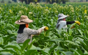 Harga Tembakau Anjlok Sejak Kabar Cukai Rokok Naik, Petani Menjerit