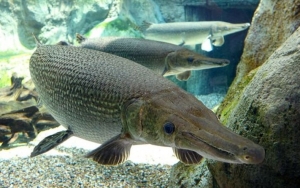 Kepala Lapas Akui Kaget Ada Ikan Aligator Bahaya yang Gigit Tangan Balita