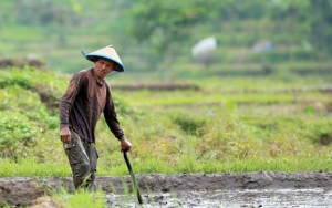 Jauh dari Laut, Sawah di Mojokerto Justru Keluarkan Air Asin Bercampur Minyak