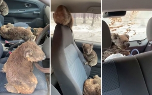 Aksi Remaja Gunakan Mobilnya Untuk Selamatkan Koala Ini Tuai Pujian